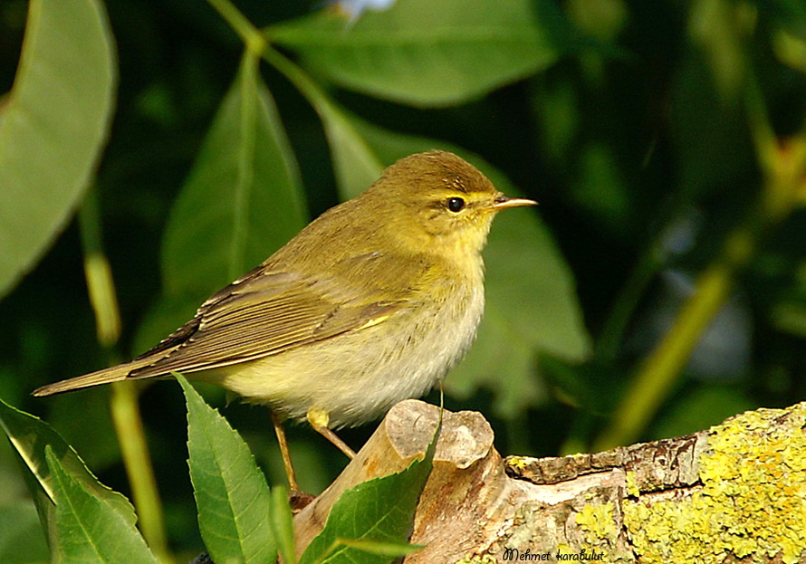 Willow Warbler