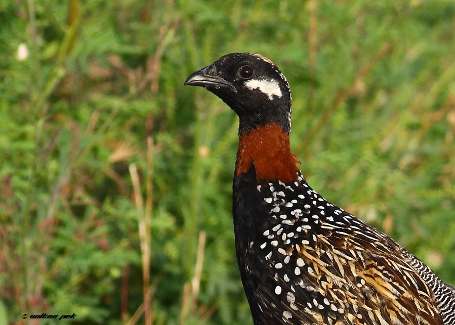 Black Francolin