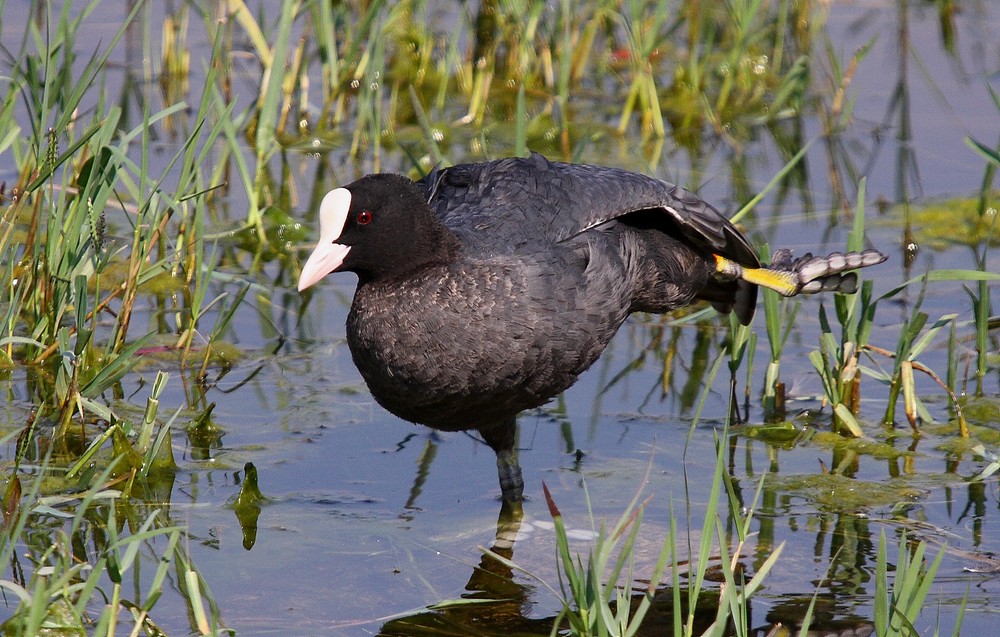 Eurasian Coot