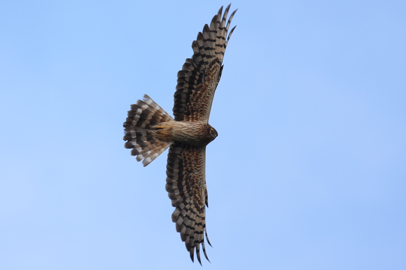 Montagu`s Harrier