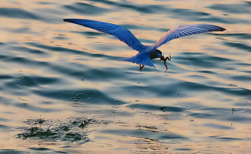 Common Tern