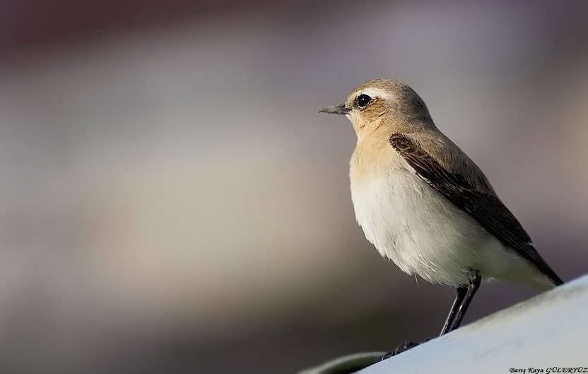 Northern Wheatear