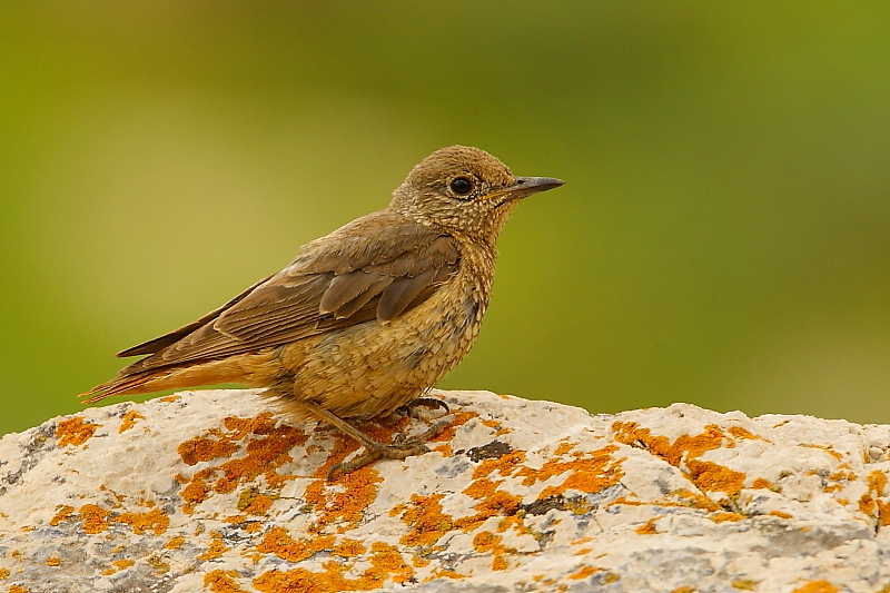 Common Rock Thrush