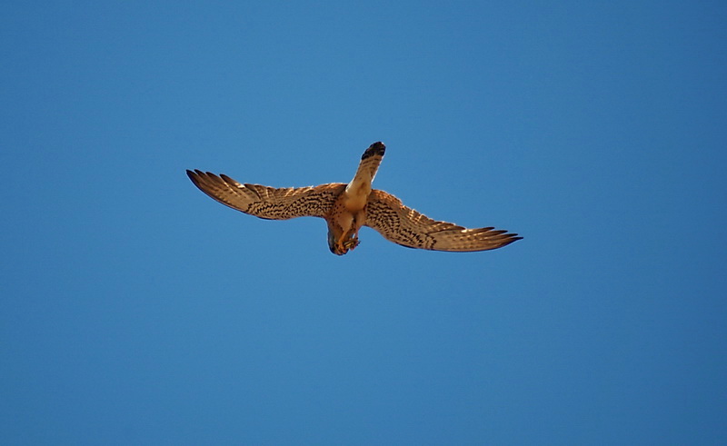 Common Kestrel