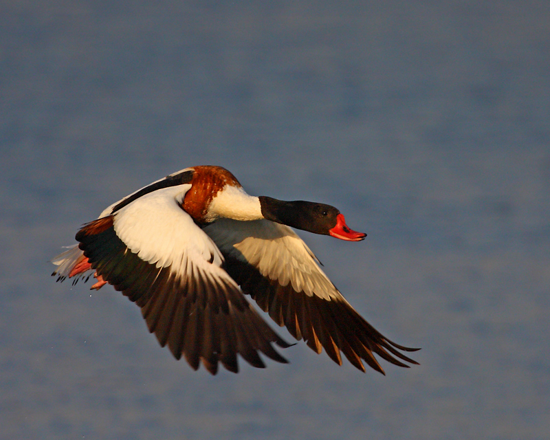 Common Shelduck