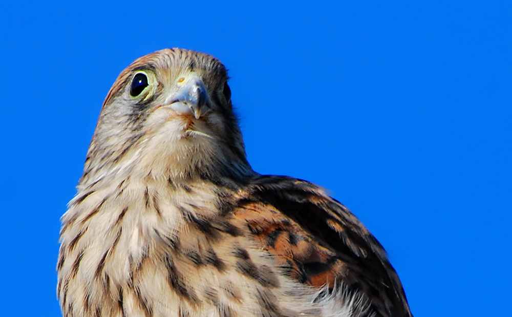 Common Kestrel