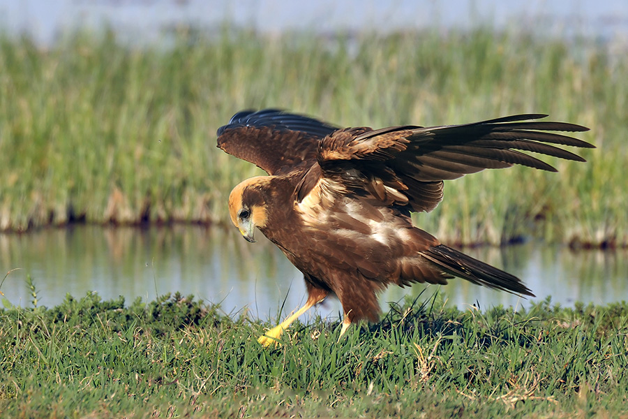 Western Marsh Harrier