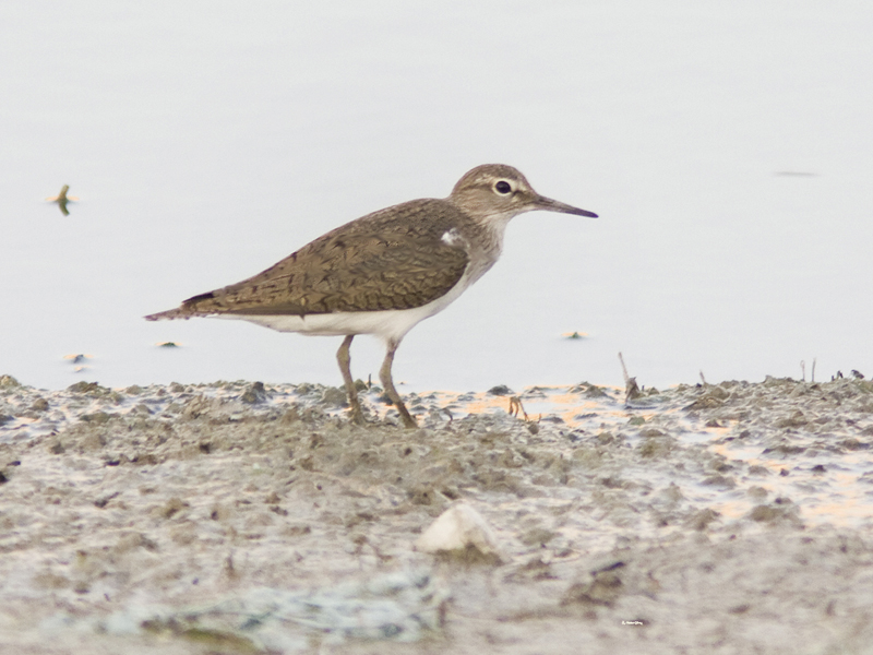 Common Sandpiper