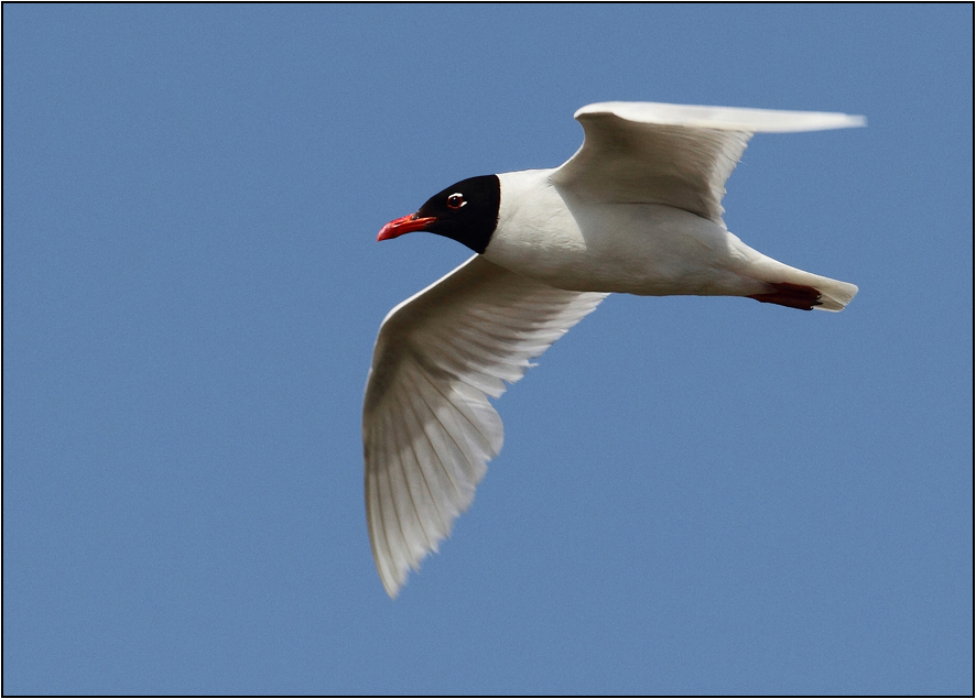 Mediterranean Gull