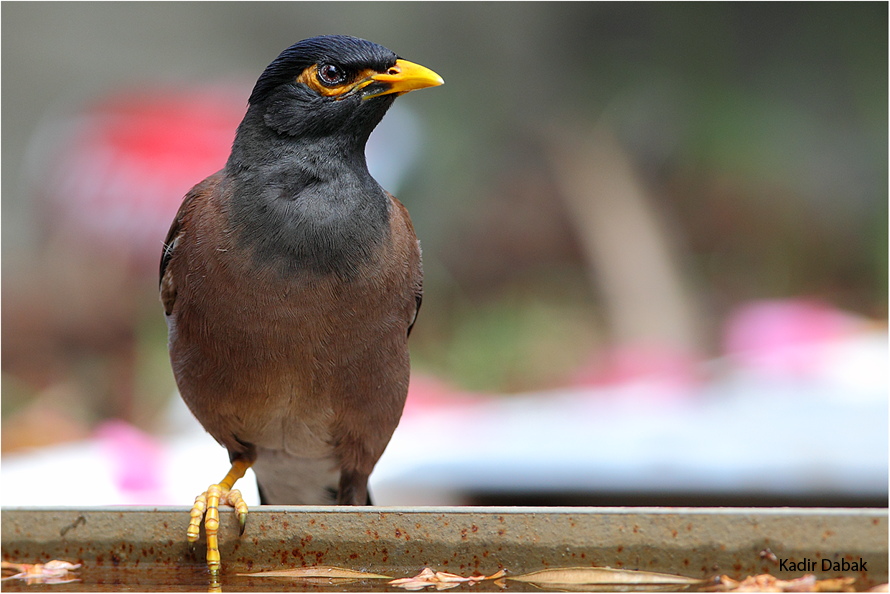 Common Myna