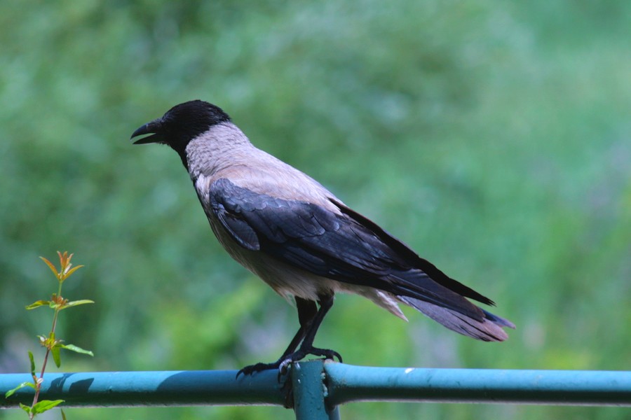 Hooded Crow