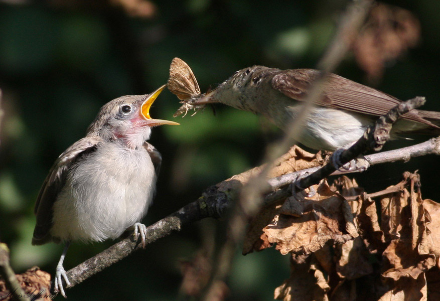 Eastern Olivaceous Warbler