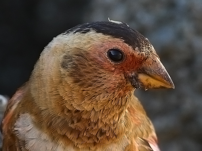 Crimson-winged Finch