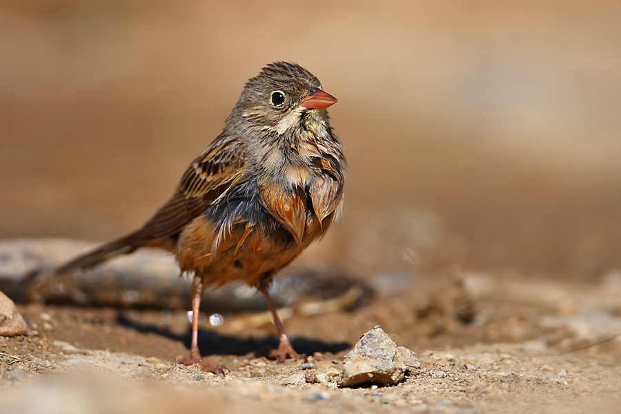 Ortolan Bunting