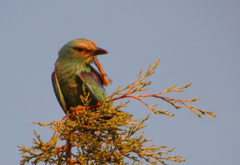 European Roller