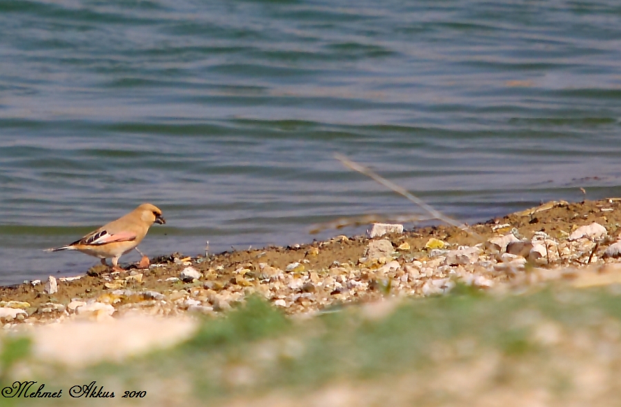 Desert Finch
