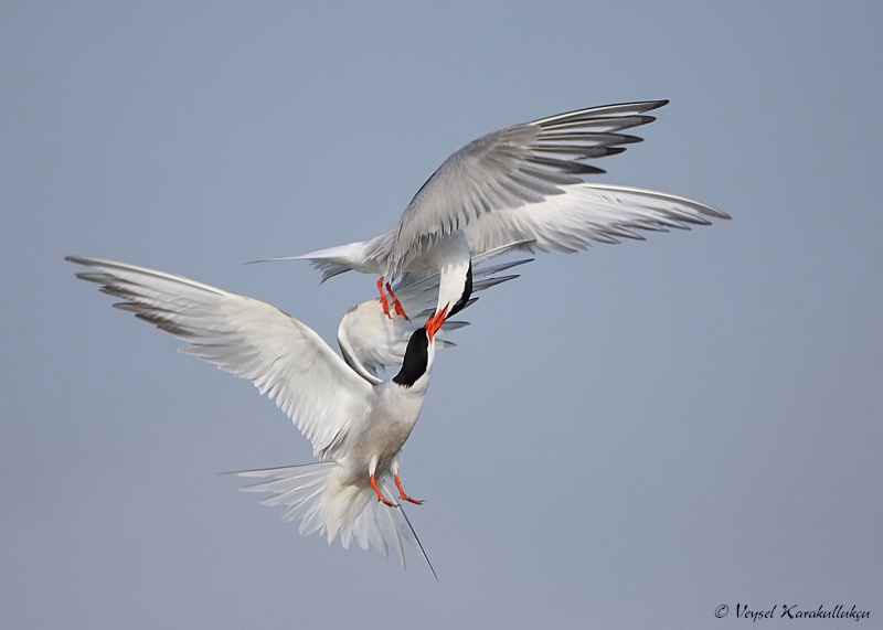 Common Tern