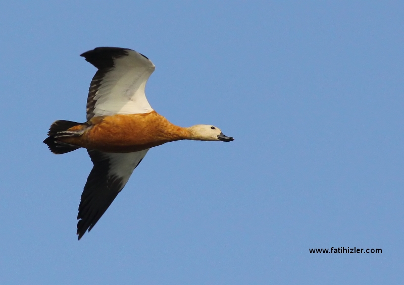 Ruddy Shelduck