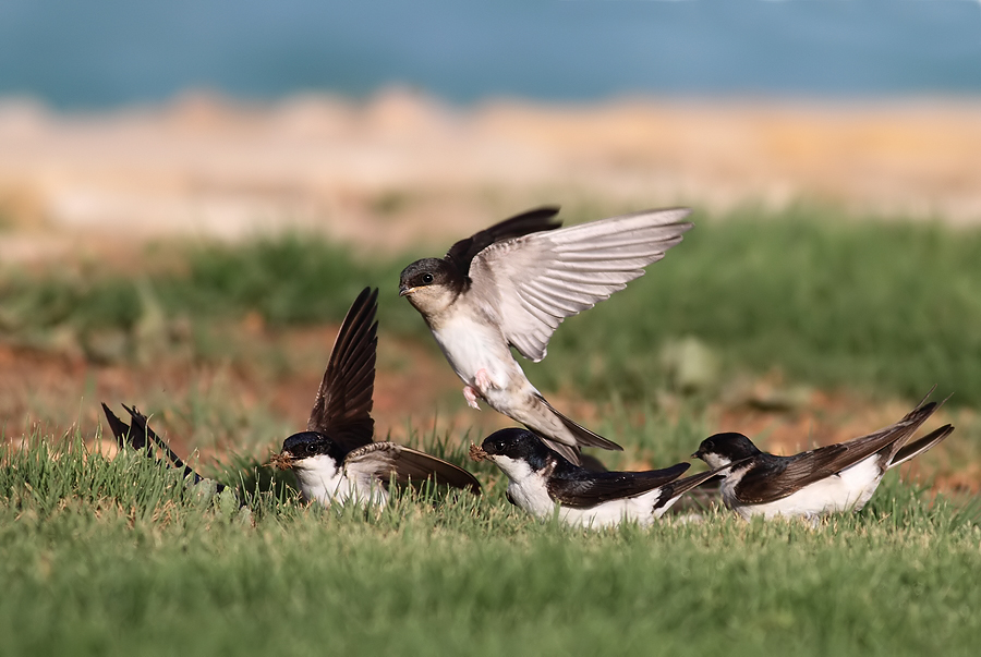 Western House Martin