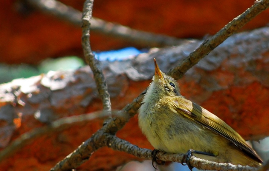 Common Chiffchaff