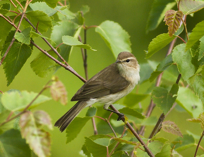 Mountain Chiffchaff