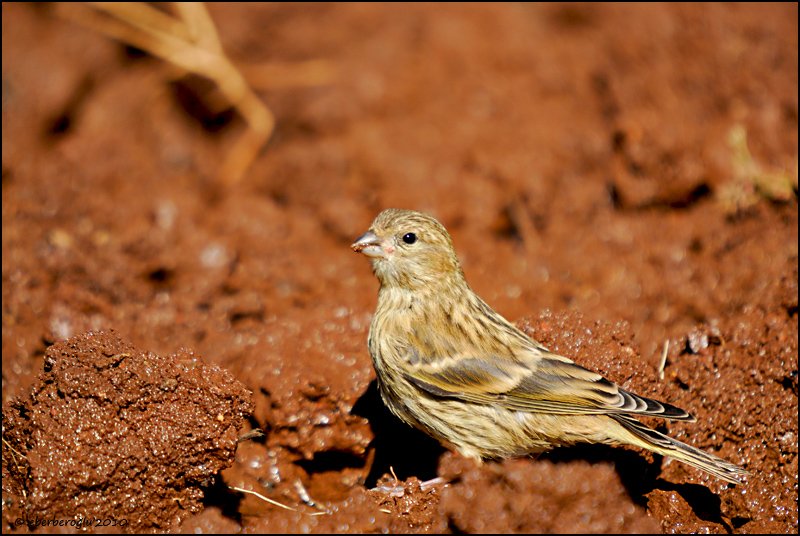 European Serin