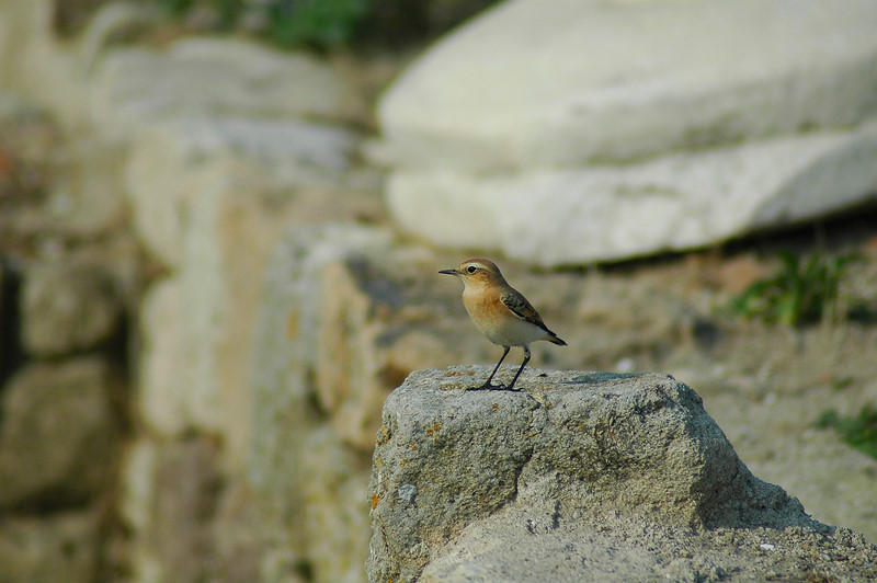 Northern Wheatear