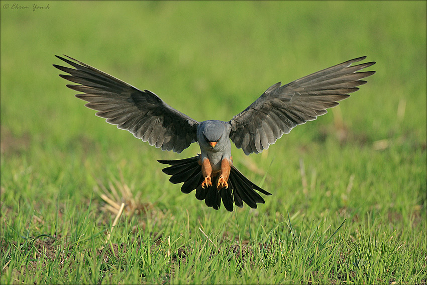 Red-footed Falcon