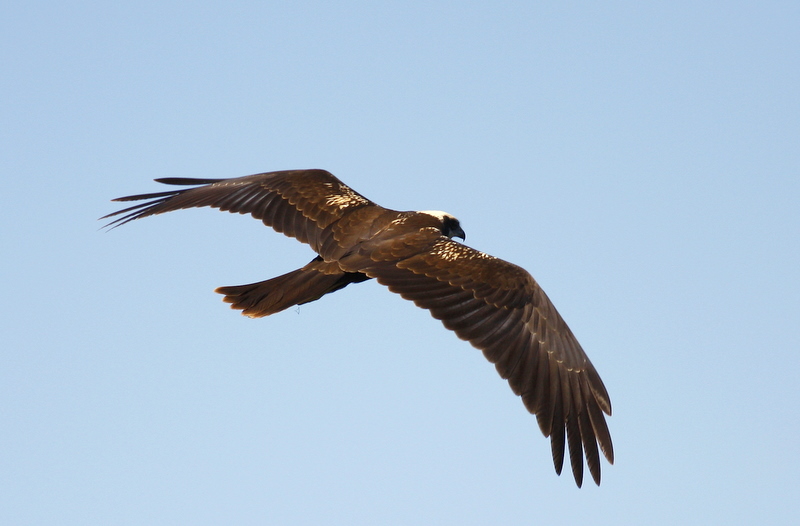 Western Marsh Harrier