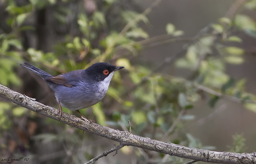Sardinian Warbler