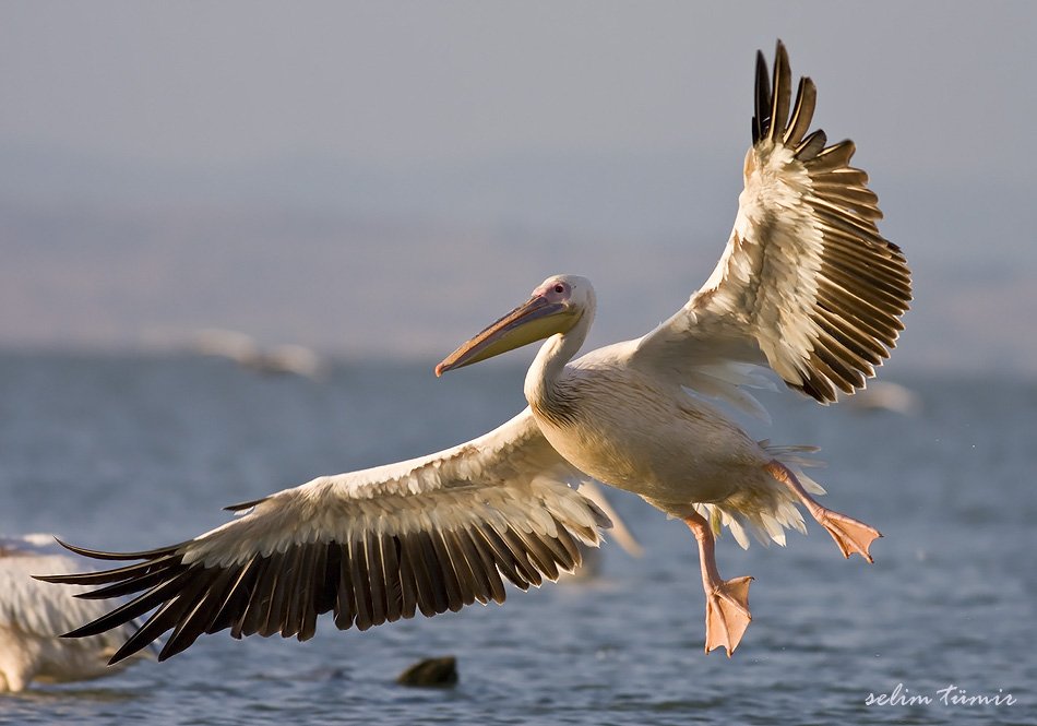 Great White Pelican