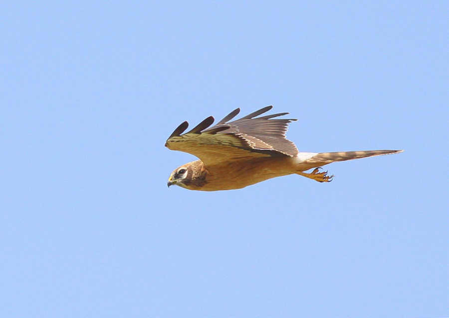 Montagu`s Harrier