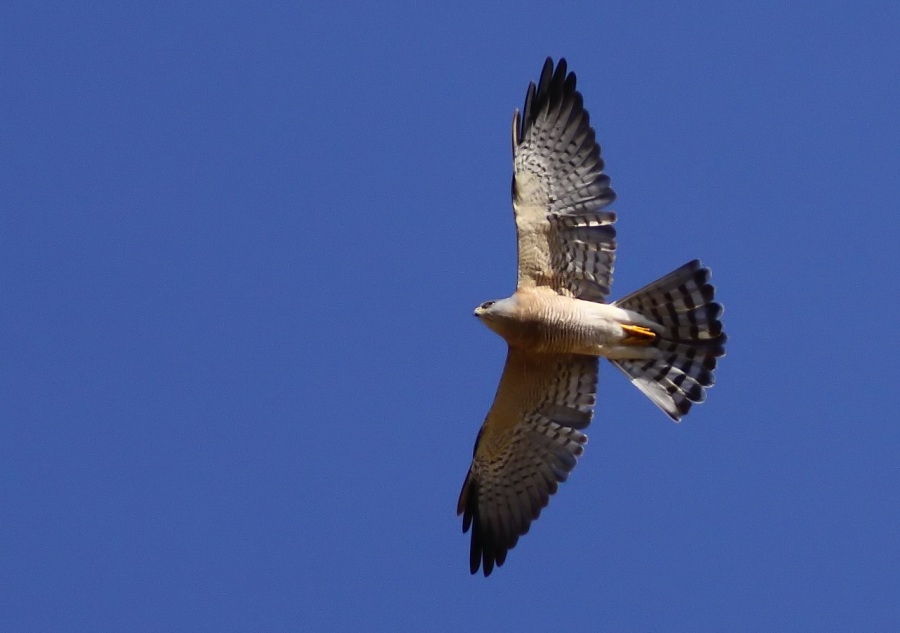 Levant Sparrowhawk