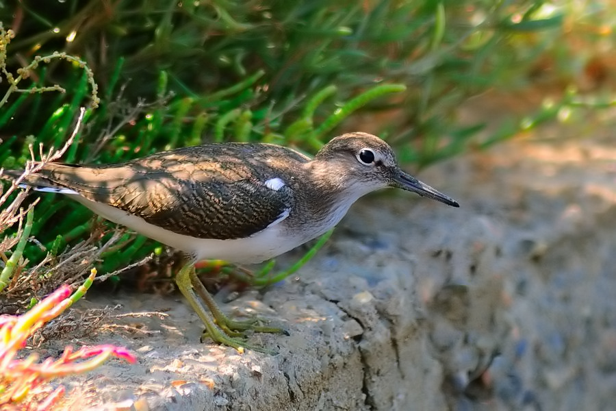 Common Sandpiper