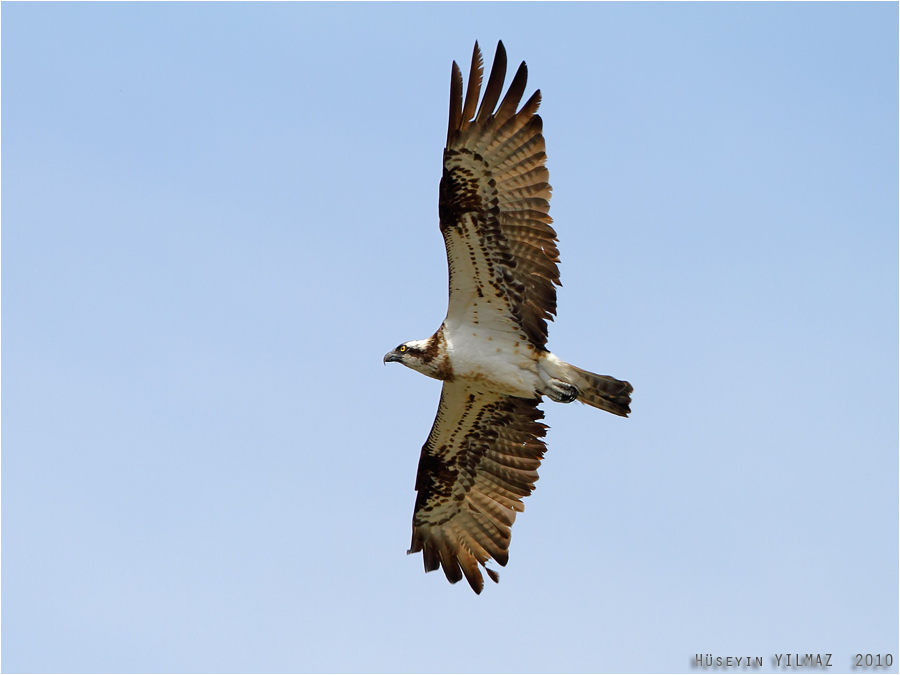 Osprey