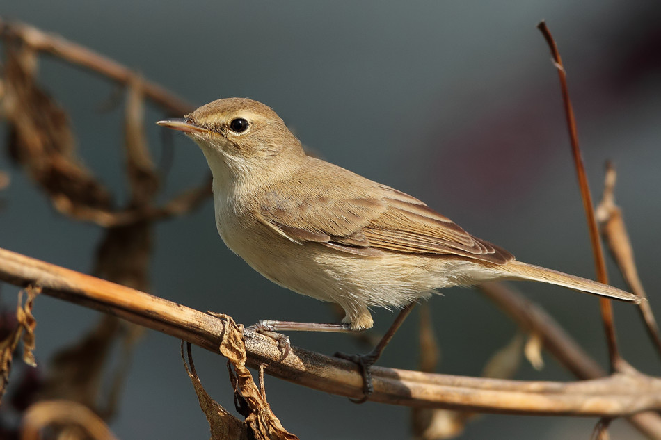 Booted Warbler