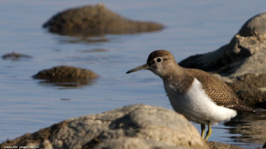 Common Sandpiper
