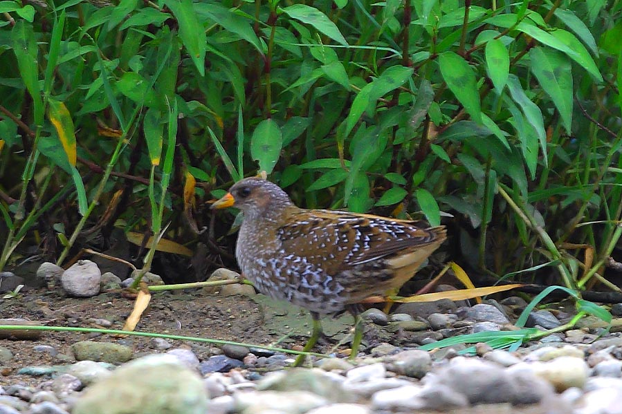 Spotted Crake