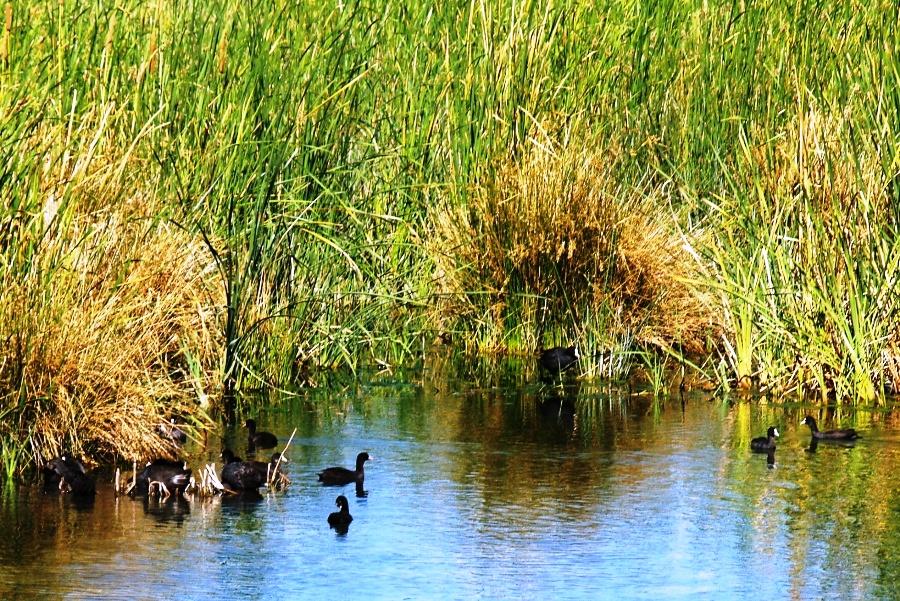 Eurasian Coot