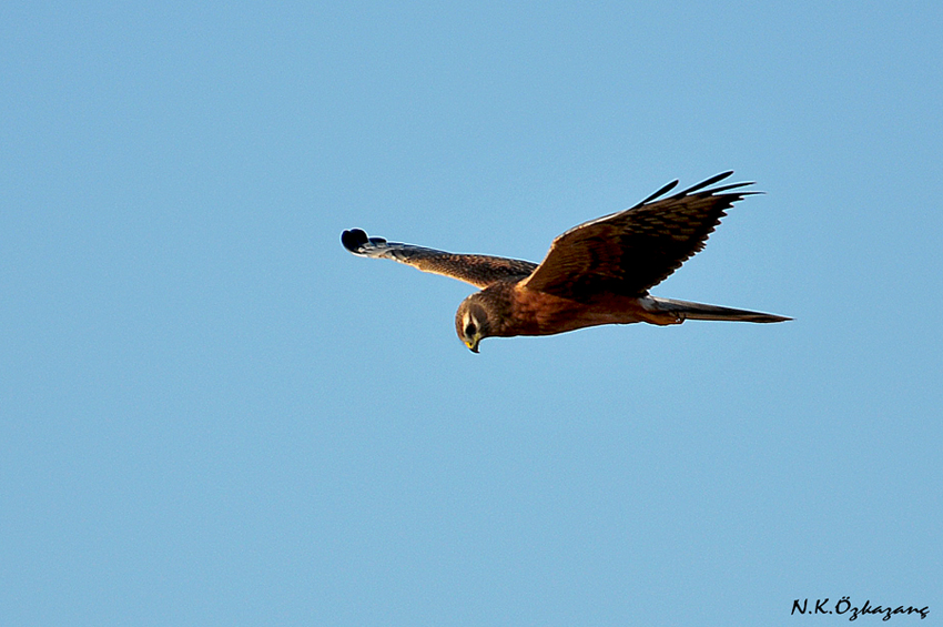 Montagu`s Harrier