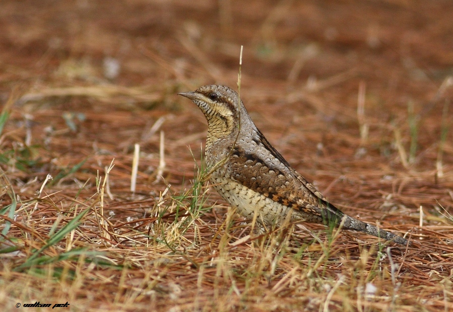 Eurasian Wryneck
