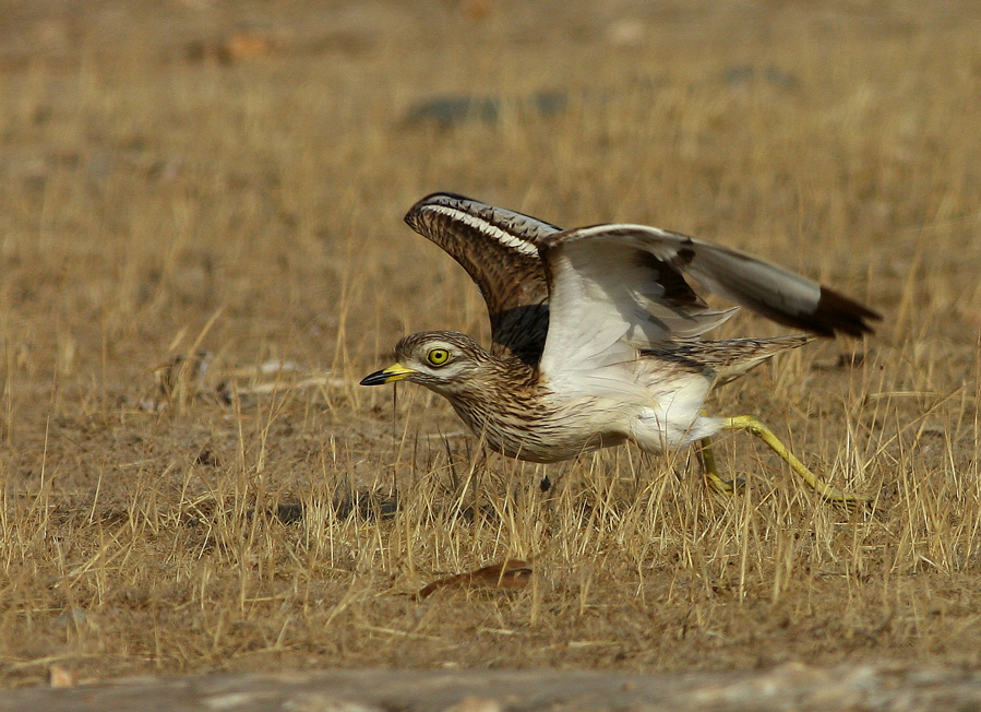 Eurasian Stone-curlew