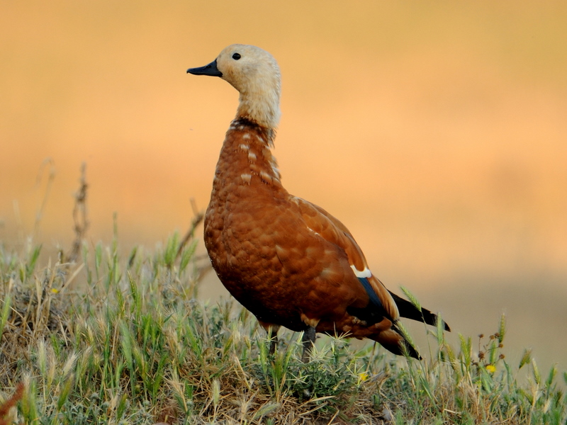 Ruddy Shelduck