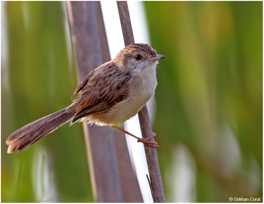 Delicate Prinia