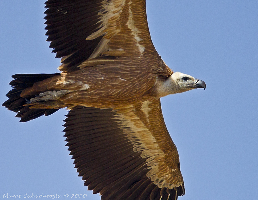 Griffon Vulture