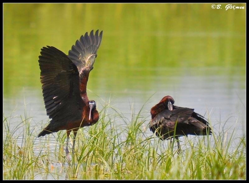 Glossy Ibis