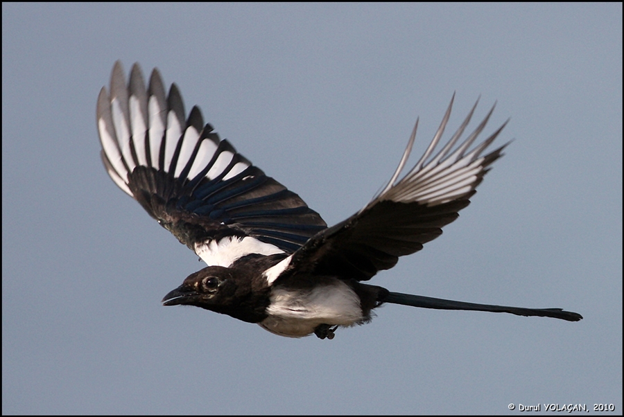Eurasian Magpie
