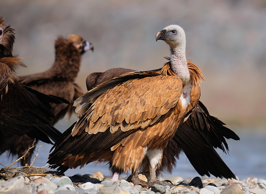 Griffon Vulture
