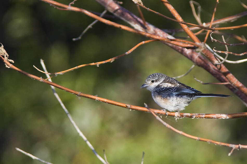 Masked Shrike