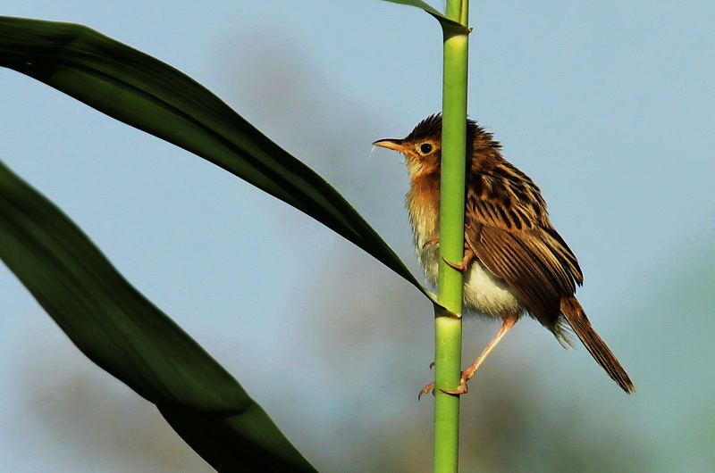 Zitting Cisticola